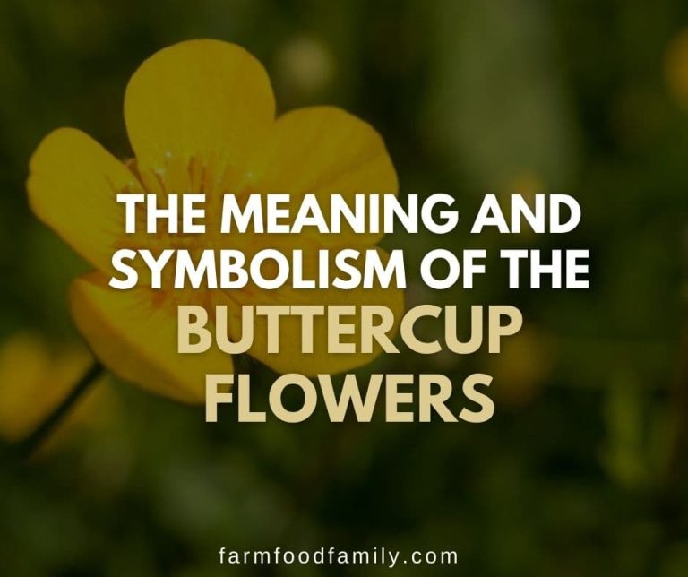 Buttercup Flower Meaning and Symbolism The Sweetness of Spring