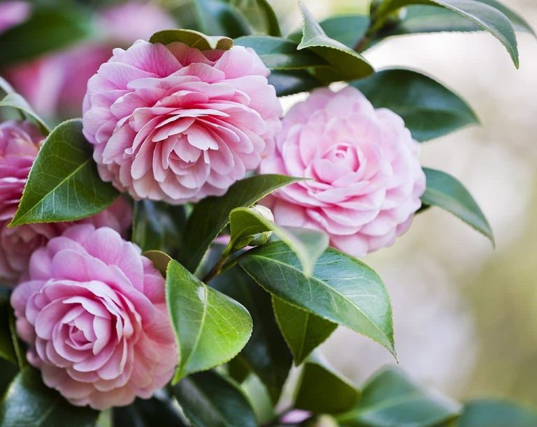 Camellia Flower Meaning & Symbolism What The Camellia Represents?