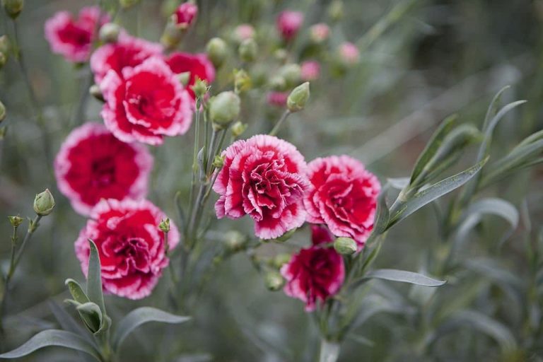 Carnation Flower Meaning & Symbolism What Do Carnations Represent?