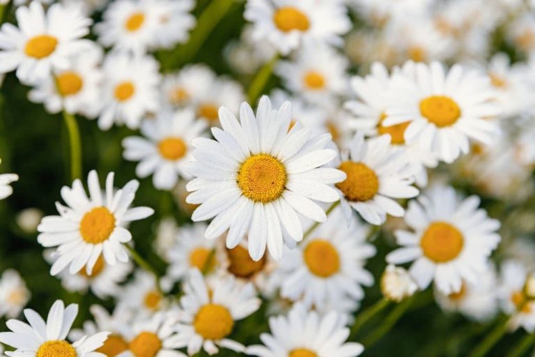 Daisy Flower Meaning and Symbolism What the Daisy Represents