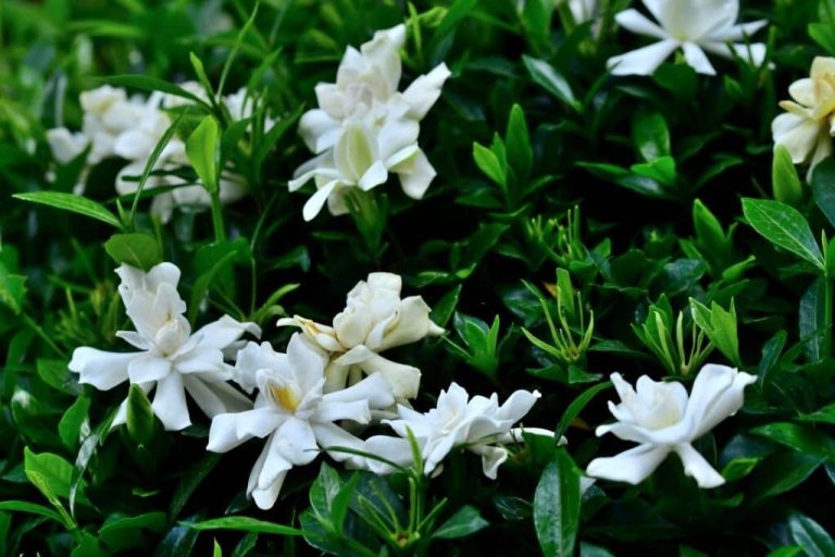Gardenia Flower Meaning & Symbolism What Does the Gardenia Mean?