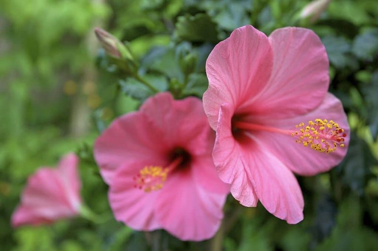 Hibiscus Flower Meaning and Symbolism What The Hibiscus Represents?
