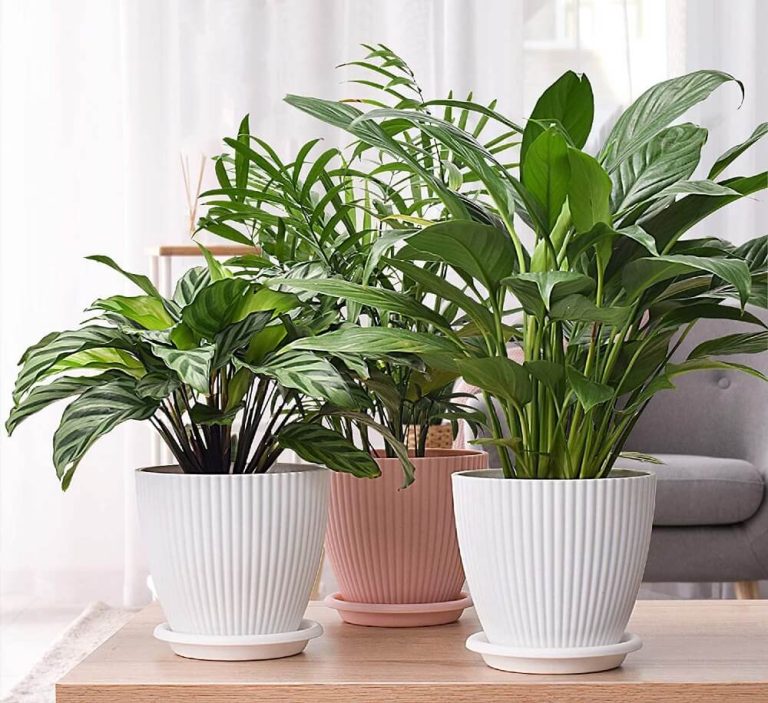 16 Best Places To Buy Plants Online & Buying Tips (2024)