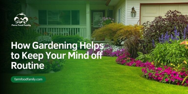 How Gardening Helps to Keep Your Mind off Routine