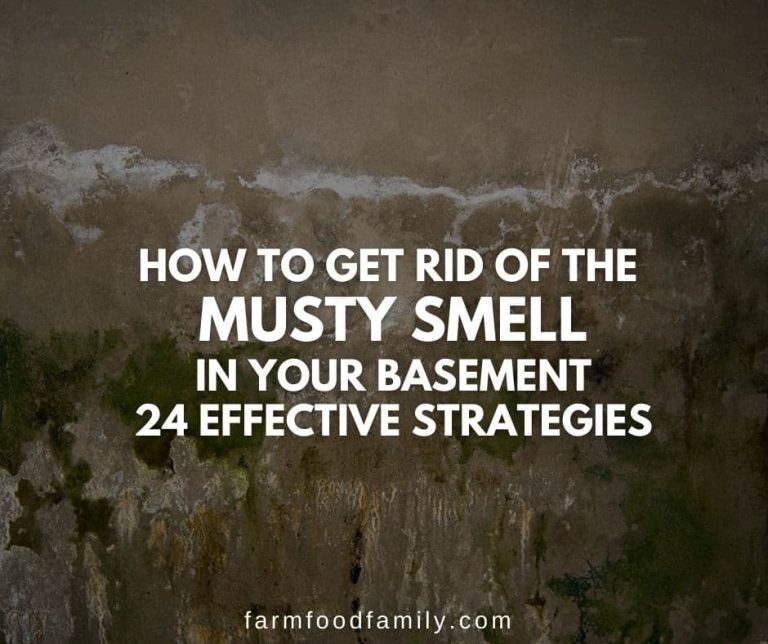 How to Get Rid of the Musty Smell in Your Basement 24 Effective Ways