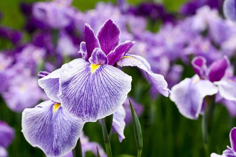 Iris Flower Meaning and Symbolism What Does the Iris Mean?
