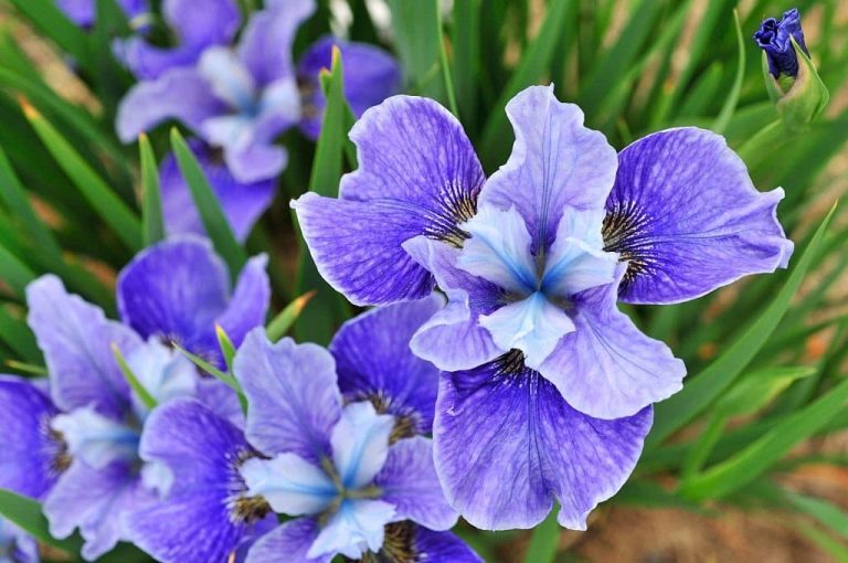 Iris Flower Meaning and Symbolism What Does the Iris Mean?