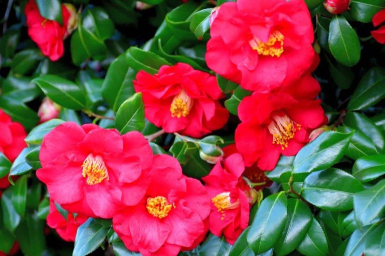 Camellia Flower Meaning & Symbolism What The Camellia Represents?
