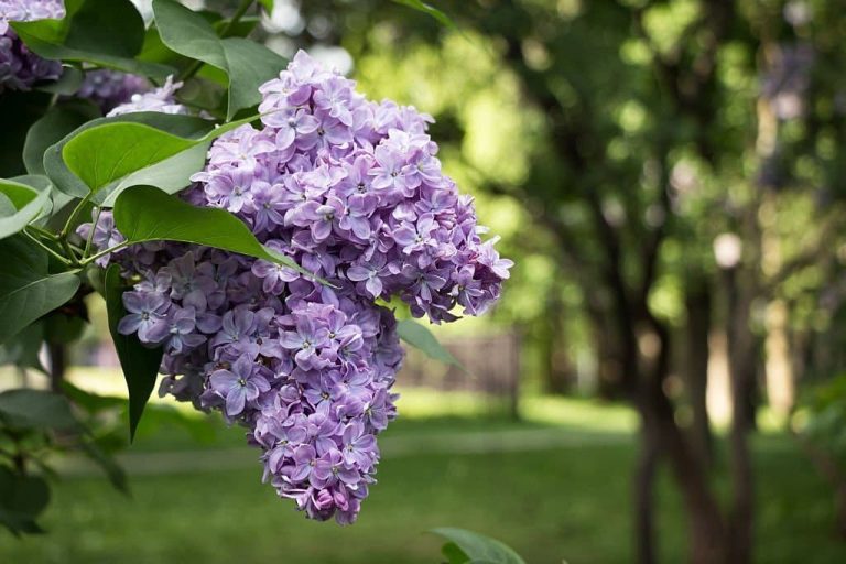 Lilac Flower Meaning and Symbolism What The Lilacs Represent?