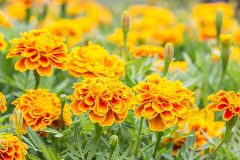 Marigold Flower Meaning and Symbolism What the Colors Represent?