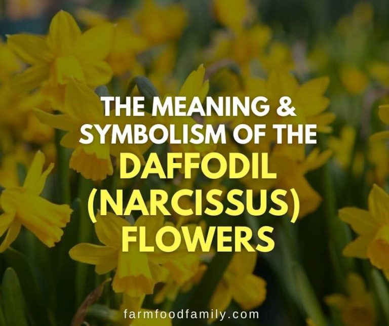 The Fascinating Meaning and Symbolism of Daffodil (Narcissus) Flowers