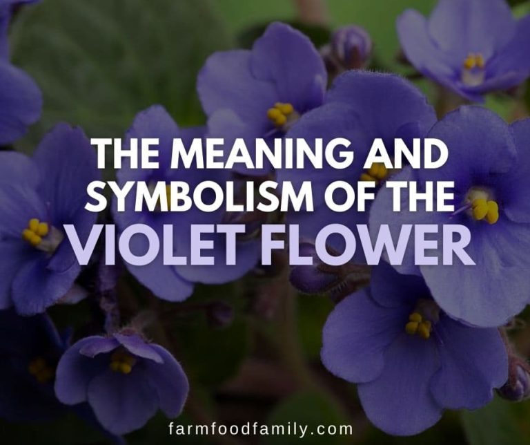 Violet Flower Meaning and Symbolism The Color of Modesty