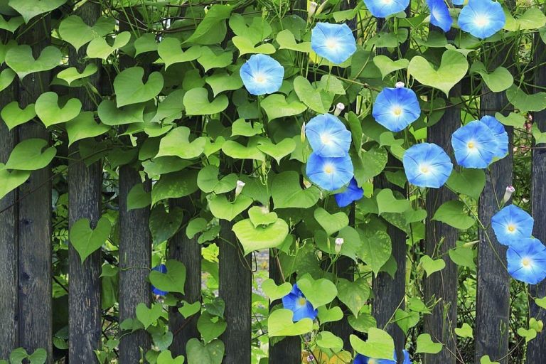 Morning Glory Flower Meaning Spiritual Symbolism and Color Meanings