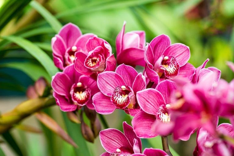 Orchid Flower Meaning and Symbolism What The Orchids Represent?