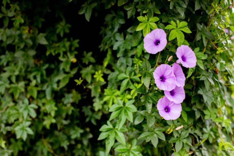 Morning Glory Flower Meaning Spiritual Symbolism and Color Meanings