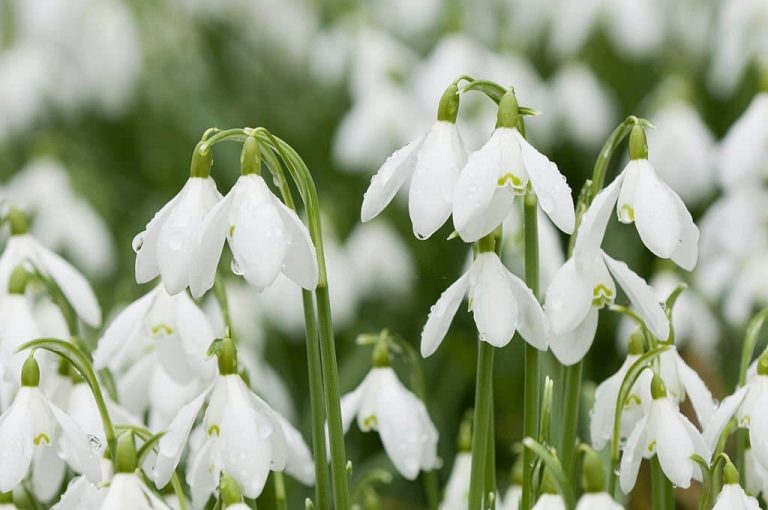Snowdrop Flower Meaning and Symbolism The Perfect Gift for Winter
