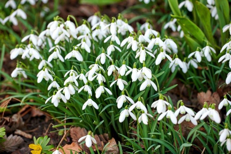 Snowdrop Flower Meaning and Symbolism The Perfect Gift for Winter