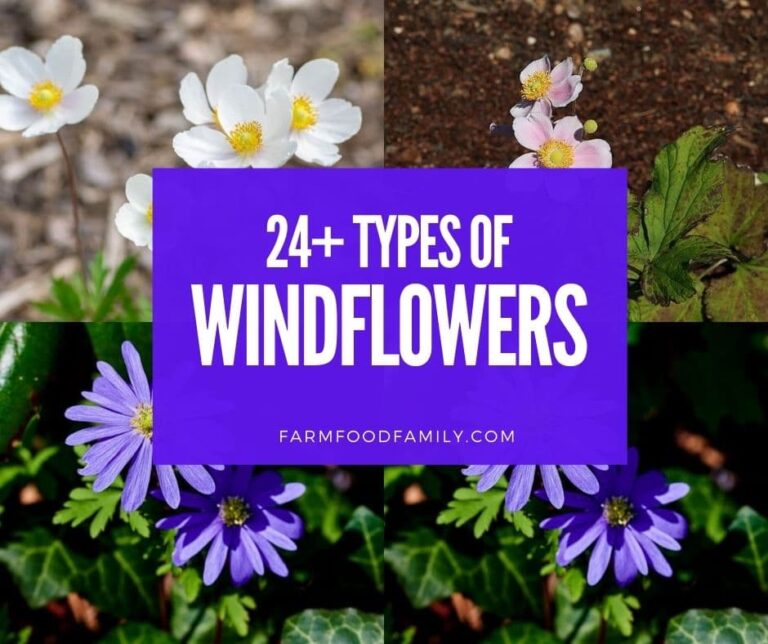 24+ Different Types of Windflowers to Admire This Spring