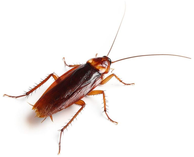 11 Bugs That Look Like Earwigs and How to Get Rid of Them (Pictures)