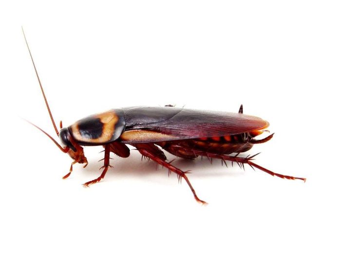 8 Types of Cockroaches in How to Identify and Get Rid of Them