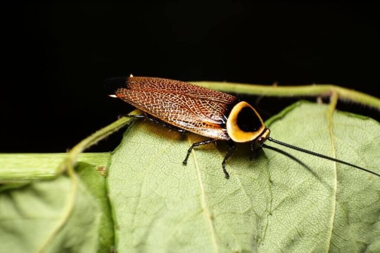8 Types of Cockroaches in How to Identify and Get Rid of Them