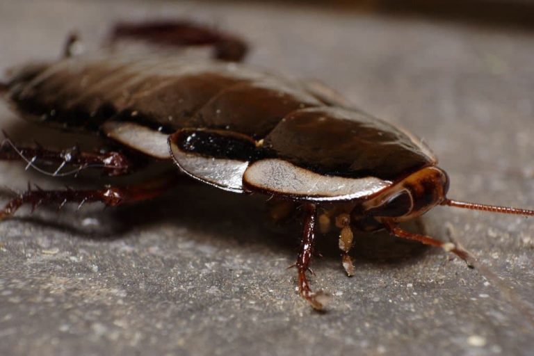 Cockroaches in Tennessee 6 Types, Identification, and Prevention