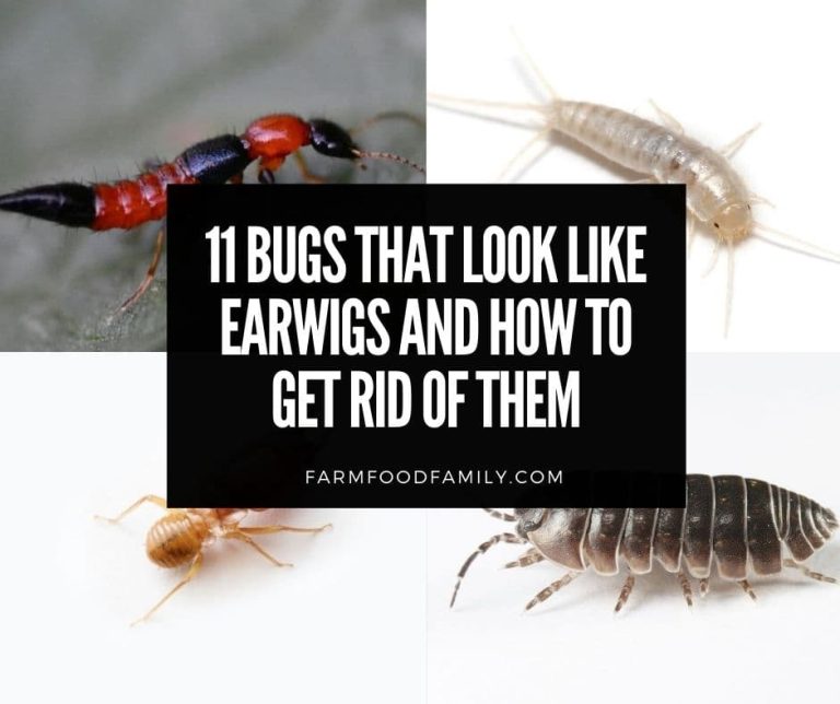 11 Bugs That Look Like Earwigs and How to Get Rid of Them (Pictures)