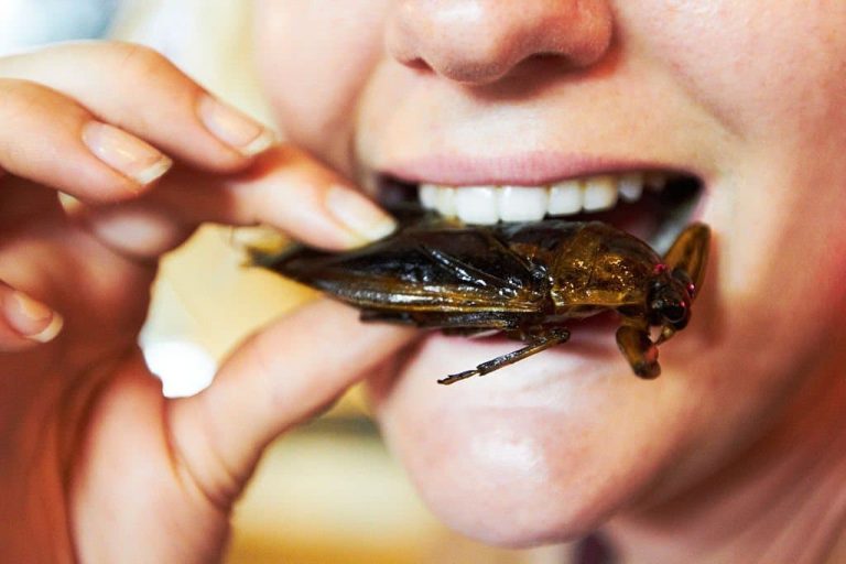 What Eats Cockroaches The Top 42 Predators of Roaches