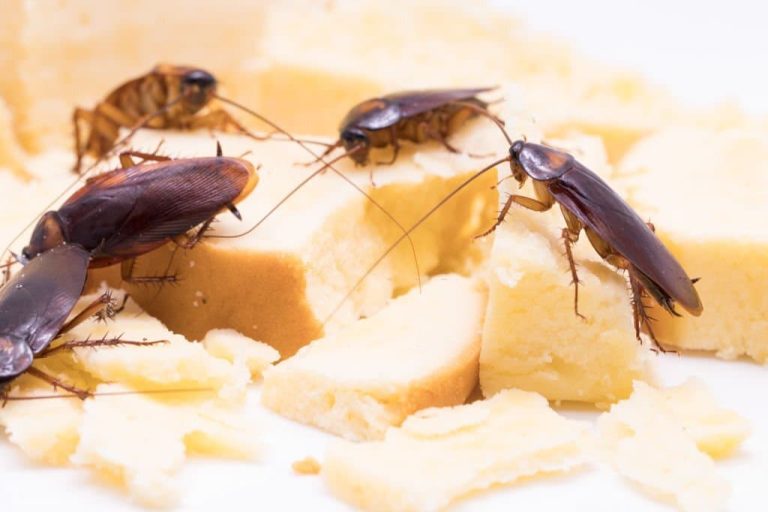 What Do Cockroaches Eat? A Look at the Diet of These Pesky Critters