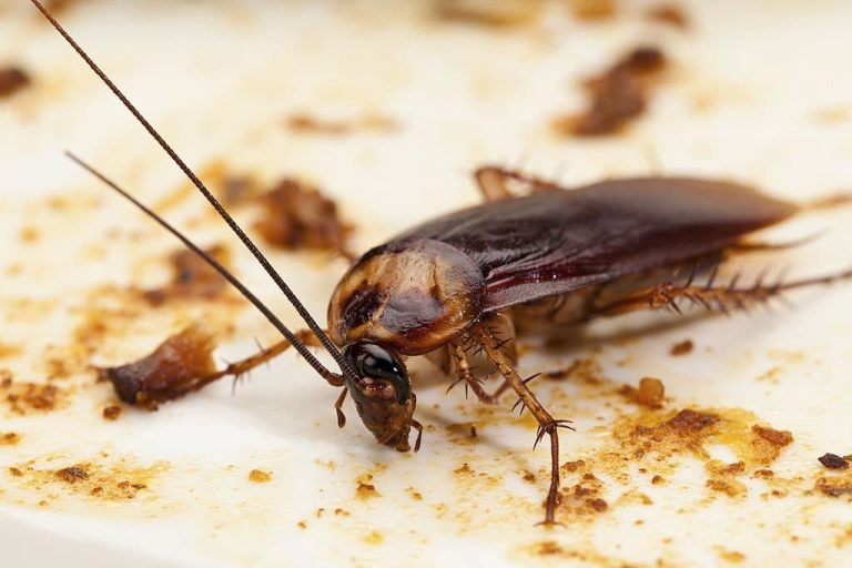 What Do Cockroaches Eat? A Look at the Diet of These Pesky Critters