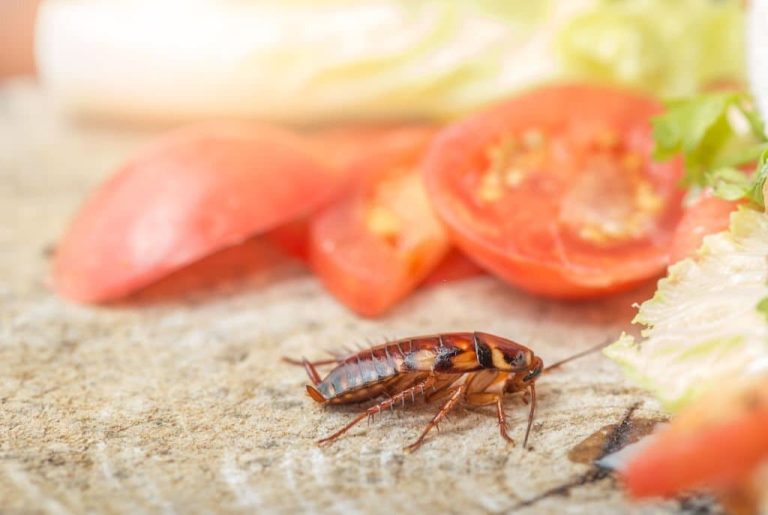 What Do Cockroaches Eat? A Look at the Diet of These Pesky Critters