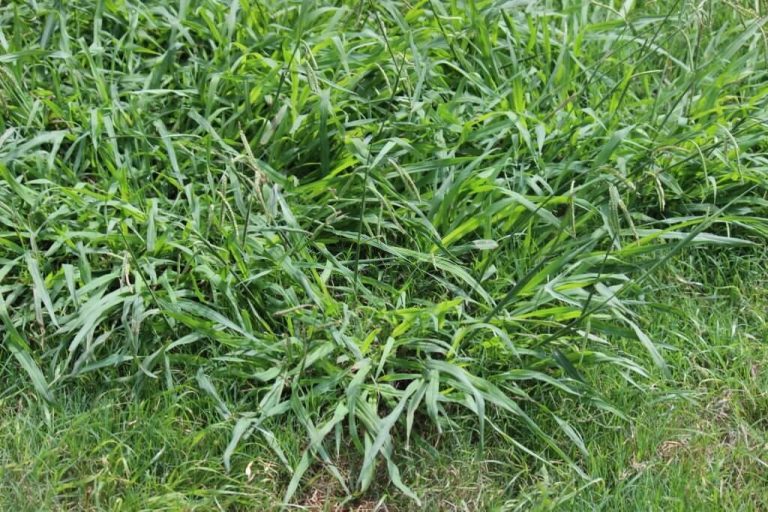 Crabgrass What Does It Look Like and How to Get Rid of It