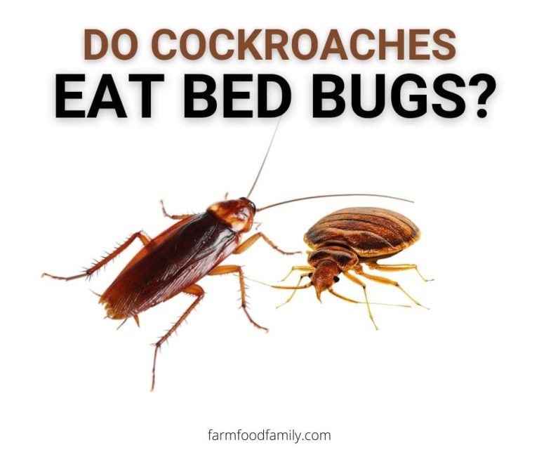 Do Cockroaches Eat Bed Bugs? The Surprising Truth FarmFoodFamily