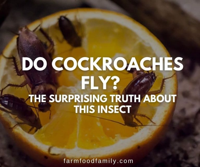 Do Cockroaches Fly? The Surprising Truth About This Insect