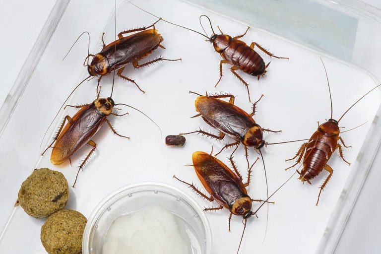 Cockroaches in Tennessee 6 Types, Identification, and Prevention