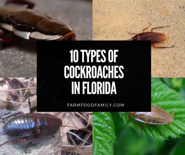 10 Types of Cockroaches in Florida Identification and Removal Tips