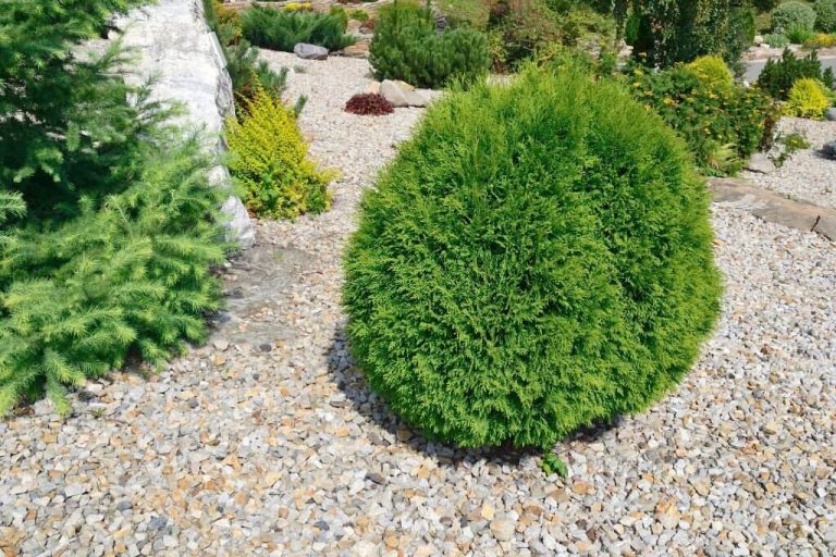 24 Different Types of Arborvitae Trees for Your Yard (With Pictures)