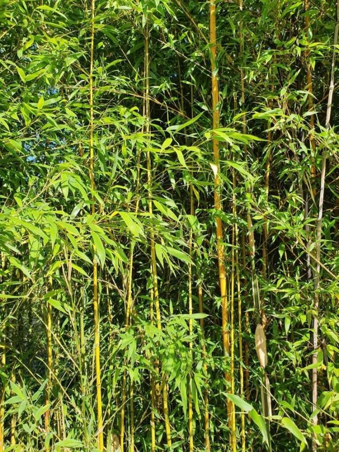 25 Different Types of Bamboo Plants for Landscaping (With Pictures)