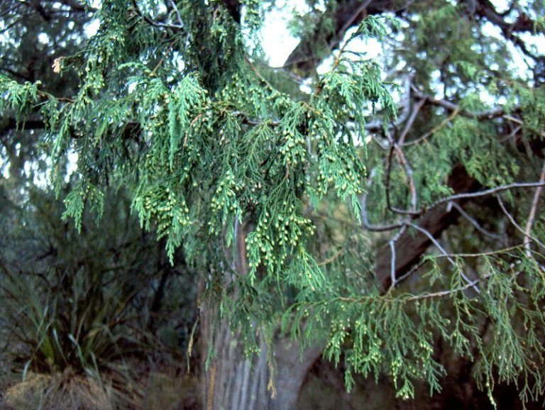 26 Juniper Trees and Shrubs Types, Identification, Leaves, and Care