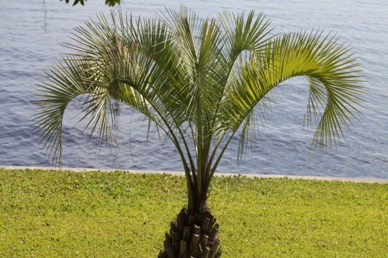 21 Best Small or Dwarf Palm Trees for Your Landscape (With Pictures)