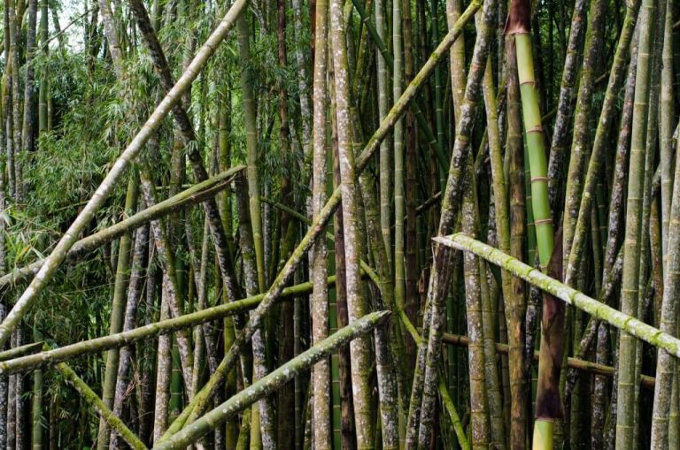 25 Different Types of Bamboo Plants for Landscaping (With Pictures)