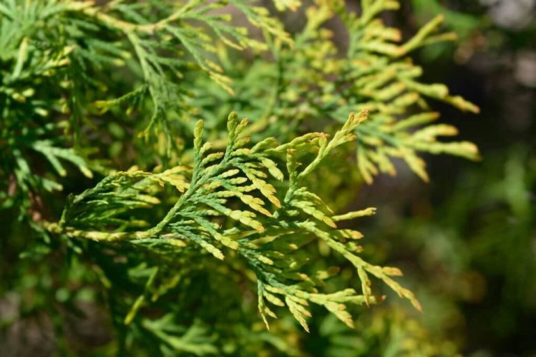 24 Different Types of Arborvitae Trees for Your Yard (With Pictures)