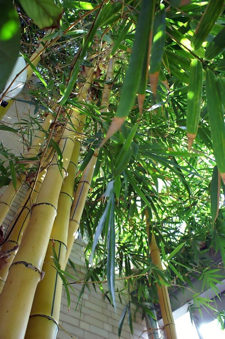 25 Different Types of Bamboo Plants for Landscaping (With Pictures)