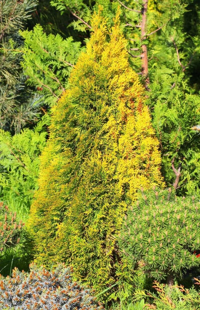 24 Different Types of Arborvitae Trees for Your Yard (With Pictures)