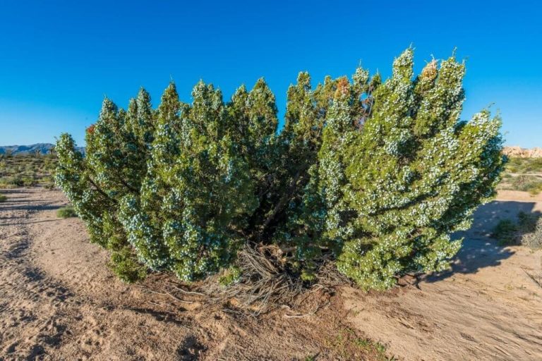 26 Juniper Trees and Shrubs Types, Identification, Leaves, and Care