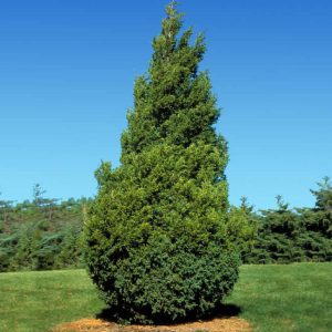 24 Different Types of Arborvitae Trees for Your Yard (With Pictures)