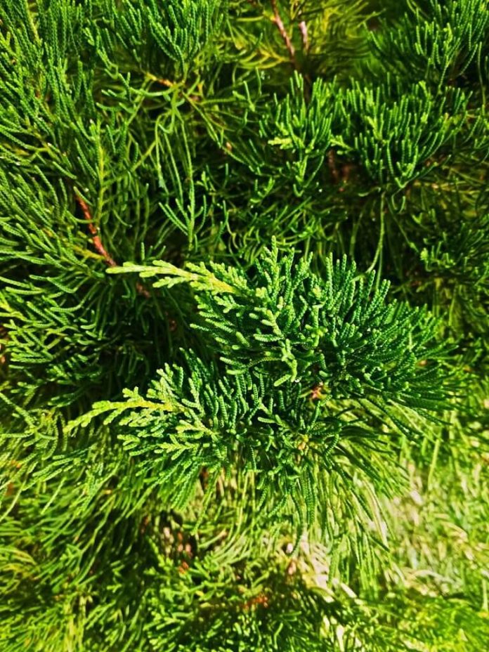 26 Juniper Trees and Shrubs Types, Identification, Leaves, and Care