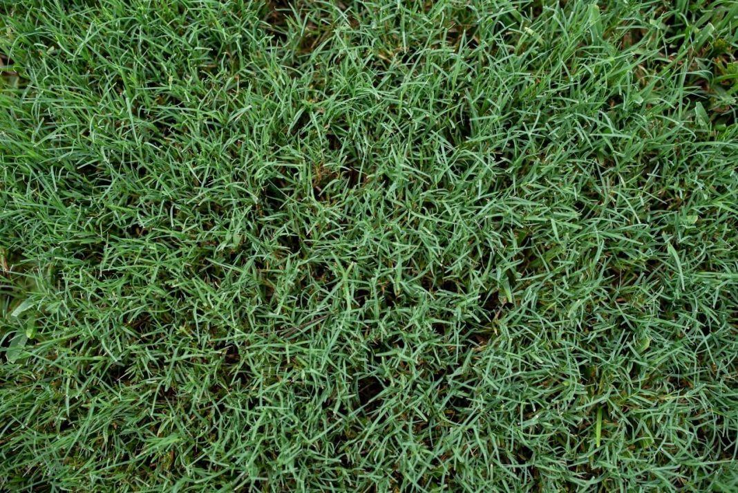6 Tips For A Healthy Couch Grass Lawn FarmFoodFamily