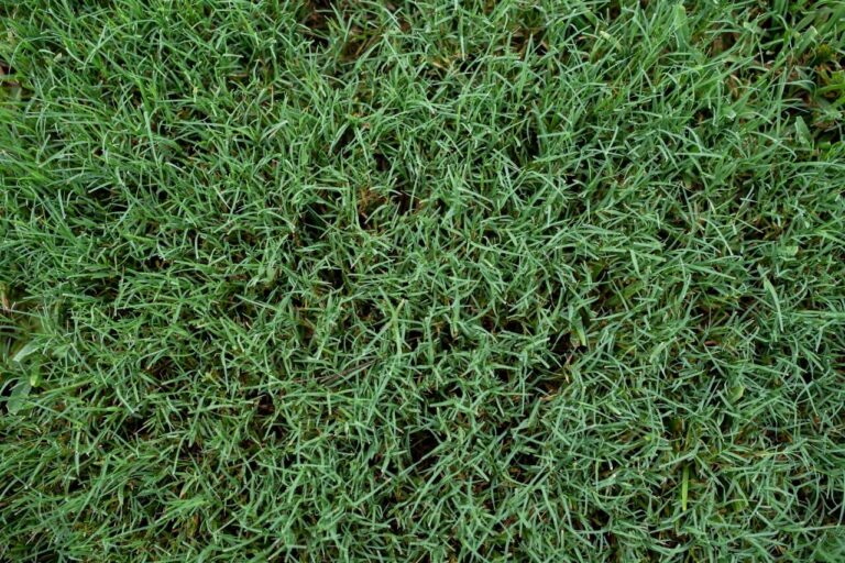 6 Tips For A Healthy Couch Grass Lawn
