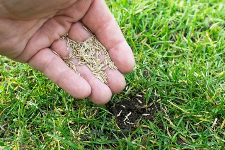 What Is Grass Seed? Understanding Grass Seed Germination